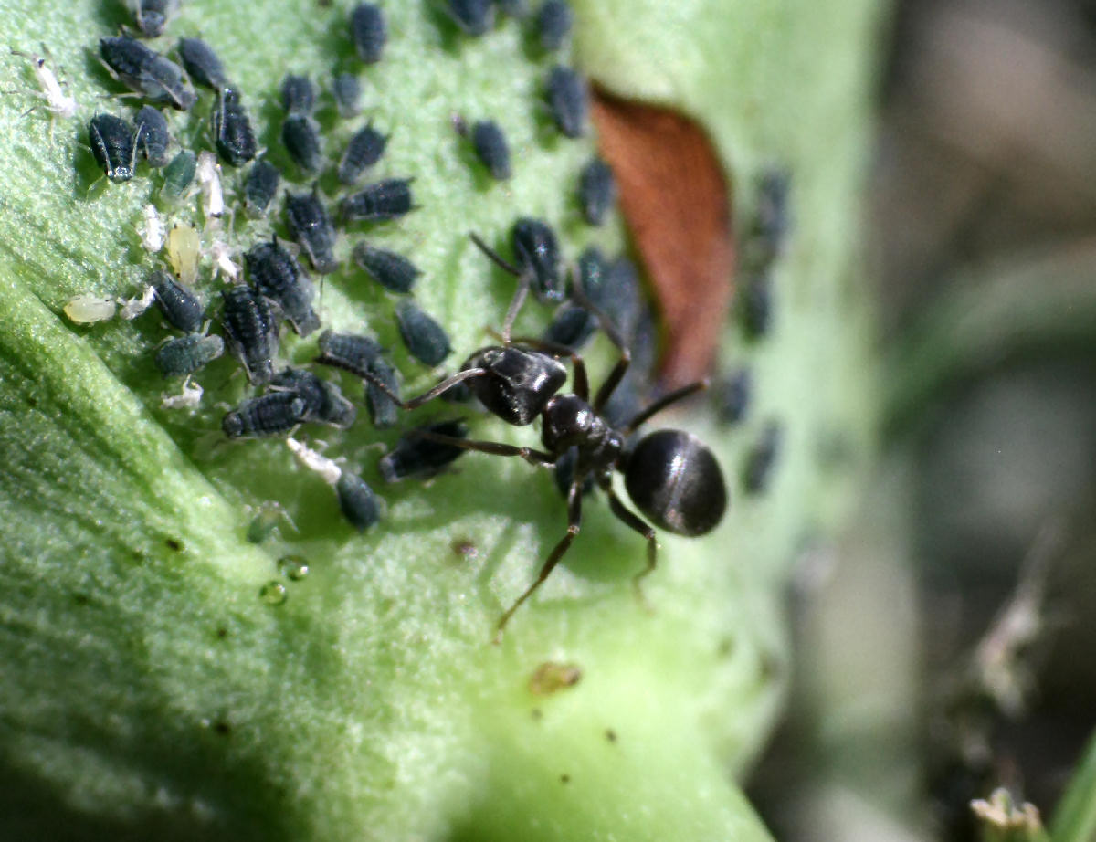 Formica (Lasius sp.) con afidi